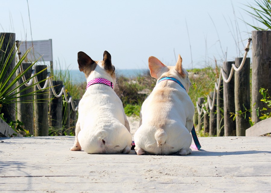 Rumor and Bagel at the Beach